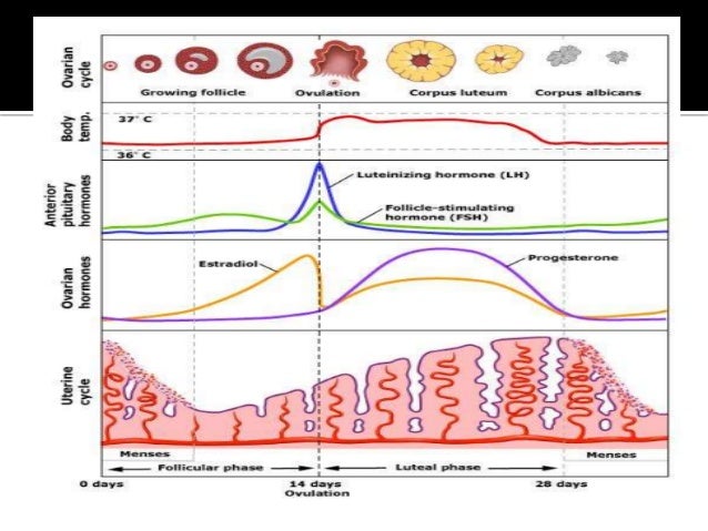 cycle hormonal cycle hormonal